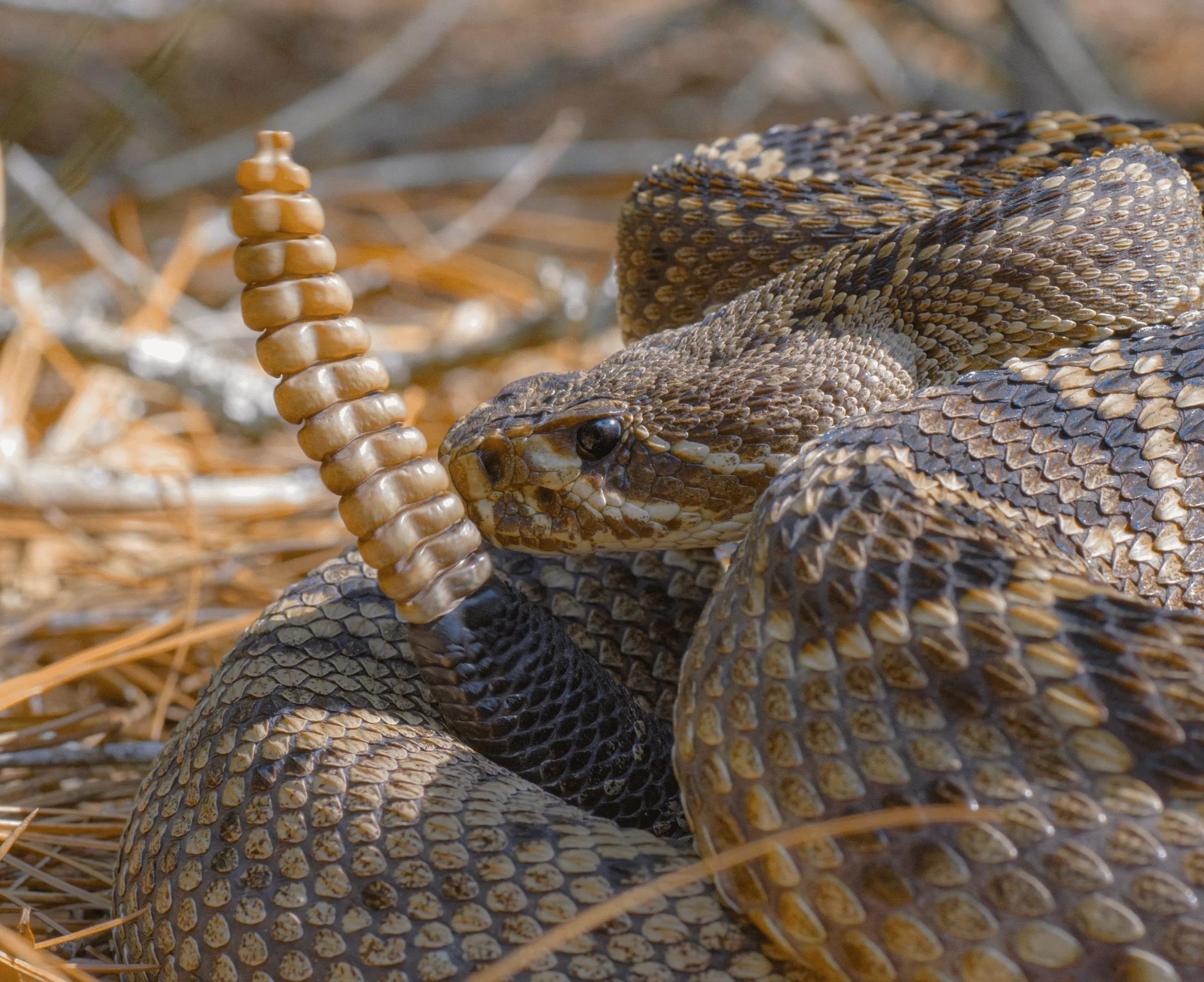 Tampa Snakes: Understanding, Coexisting, and Professional Assistance￼