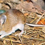 Cotton Mouse Removal Florida