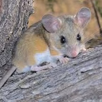 Deer Mouse Extermination Florida