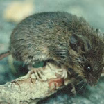 Eastern Harvest Mouse Control Florida