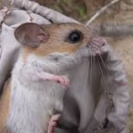 Florida Mouse Removal Florida