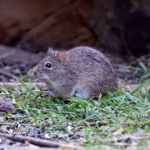 Hispid Cotton Rat Control Florida