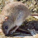 Marsh Rice Rat Control Florida