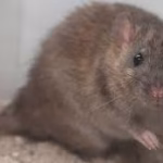 Norway Rat Control Florida