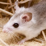 Oldfield Mouse Control Florida