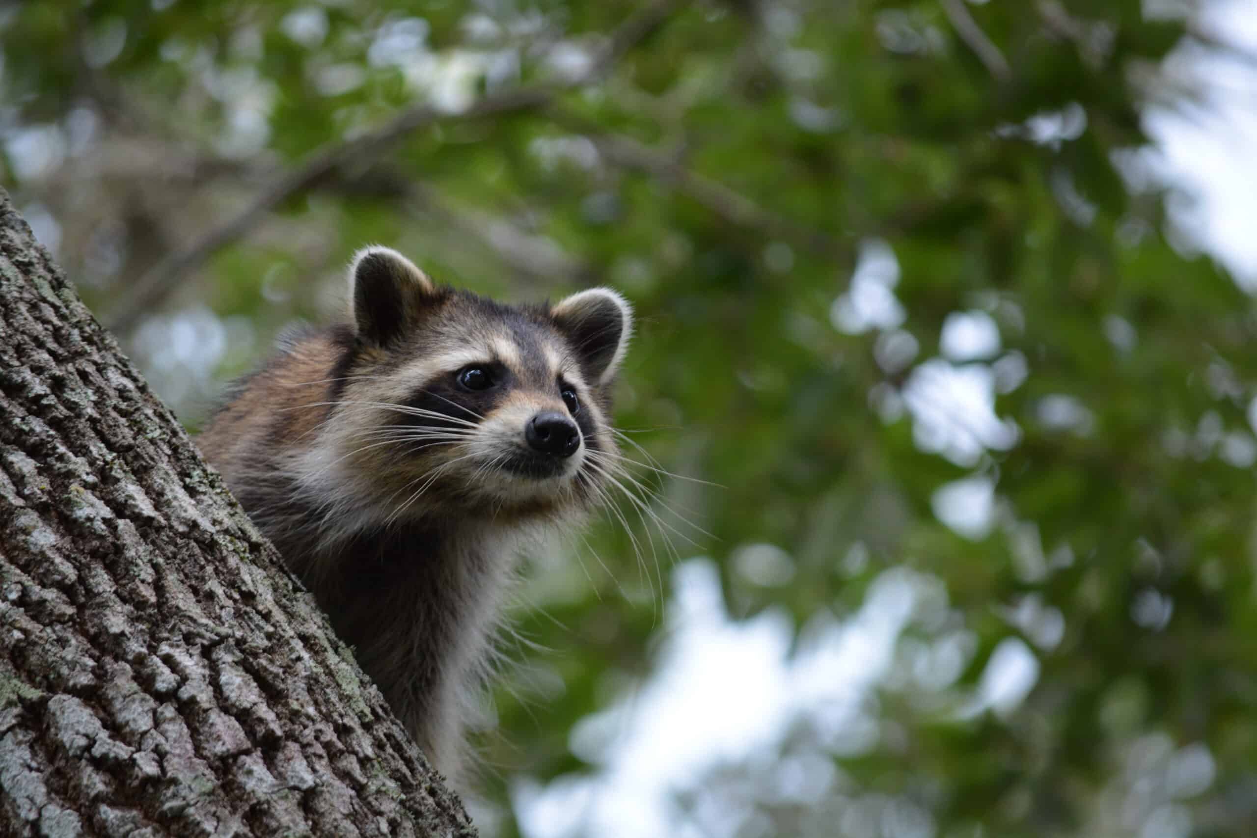 Effective Raccoon Removal Strategies in Bradenton, FL: Tips from