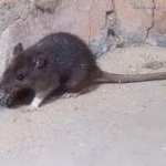 Roof Rat Removal Florida