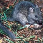 Woodrat (Packrat) Control Florida