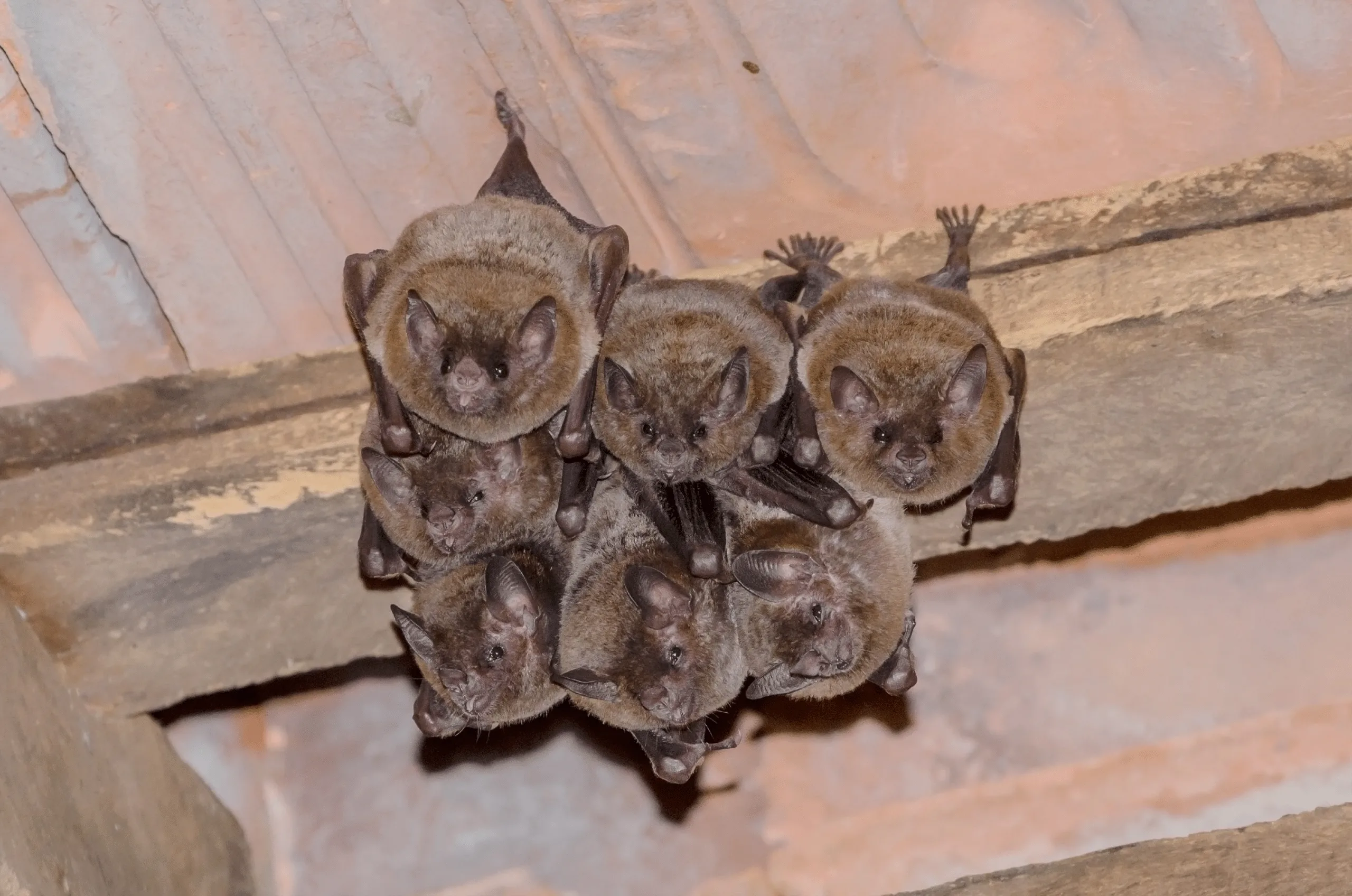 Bats Unveiled: A Guide to Managing Bat Infestations in Auburndale