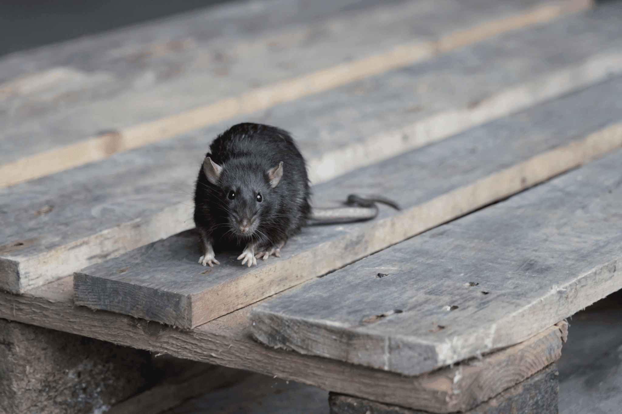 Defending Your Orlando Home A Guide to Rat Control 1 Wildlife Removal & Pest Control