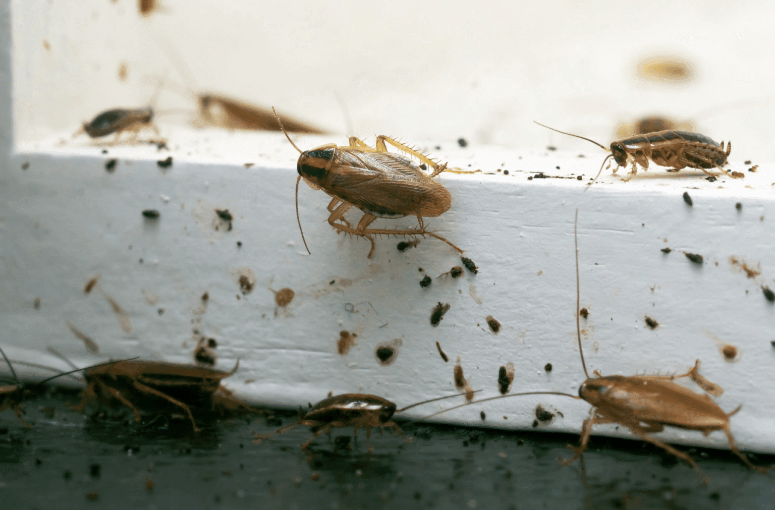 Cockroach Chronicles Your Bradenton Homeowner FAQ Guide 1 Wildlife