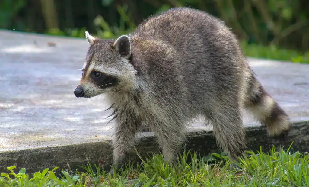 Managing Raccoon Invasions: Guide for Lakeland, FL Residents