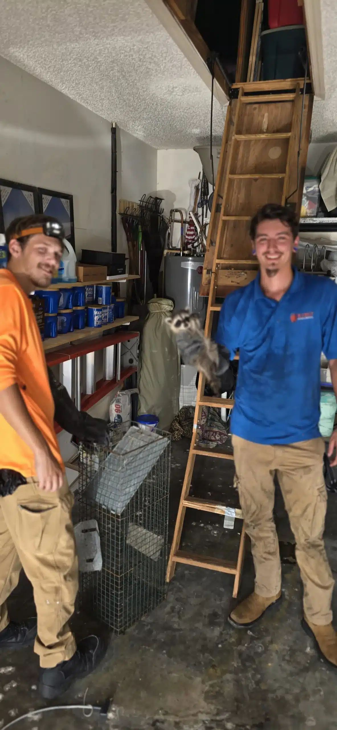 Raccoon Removal From Attic