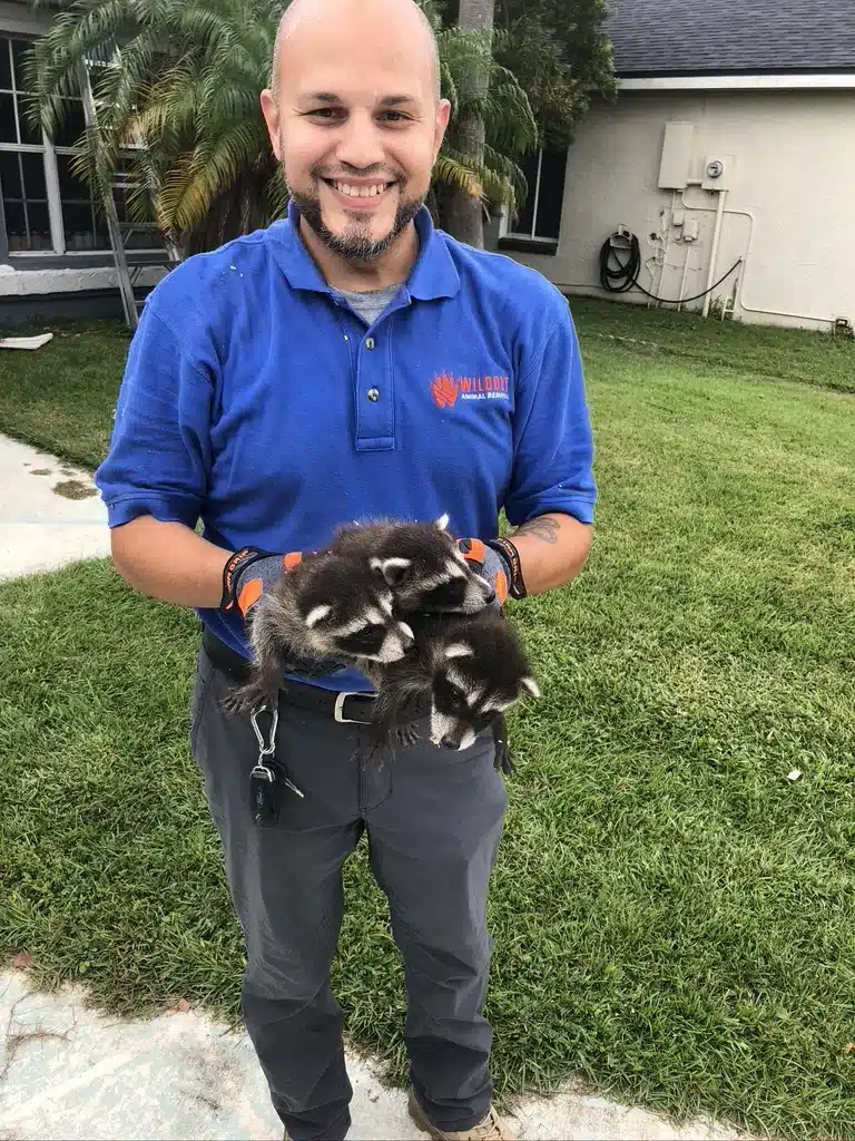 Raccoon removal from Eaves