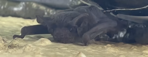 Brazilian Free-Tailed Bats in Central Florida | Signs, Risks