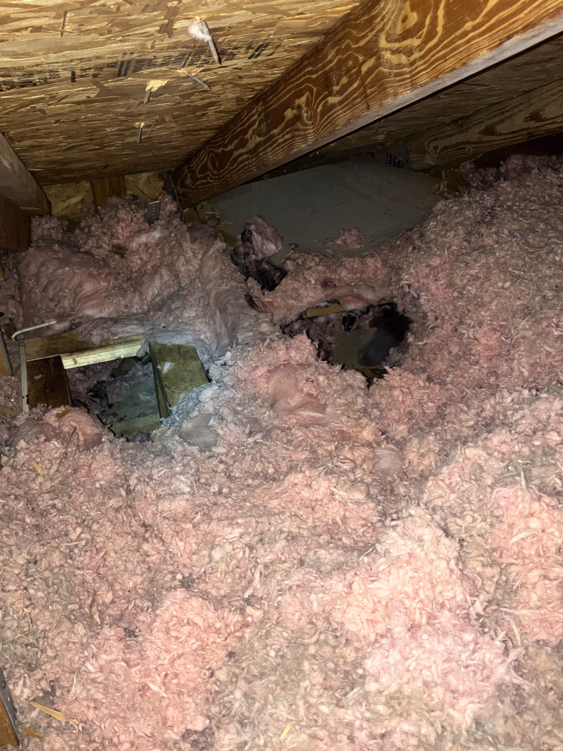 Protecting Your Home’s Insulation From WIldlife: Hidden Dangers of Wildlife