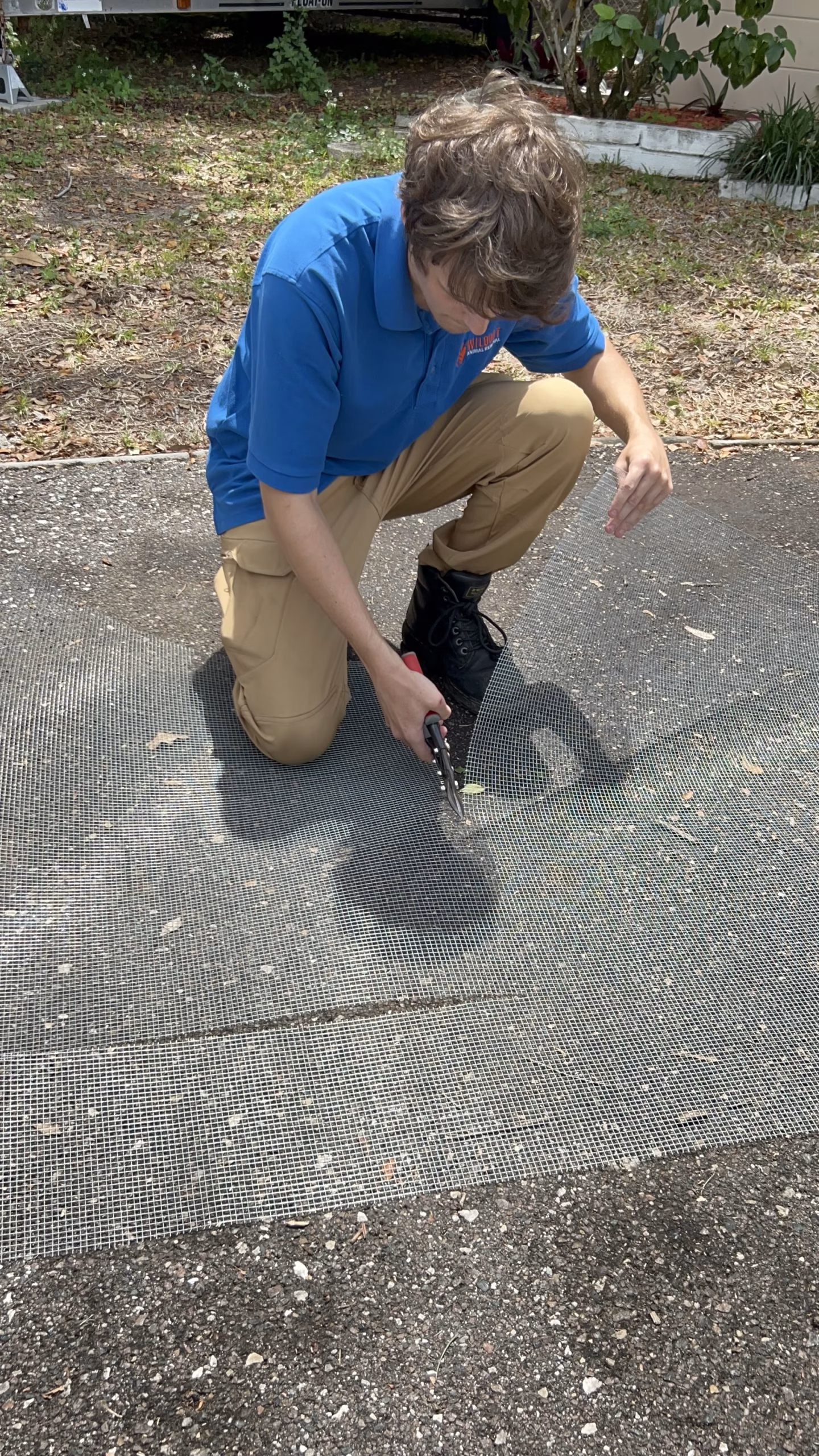 Bat and rat exclusion with sturdy wire mesh
