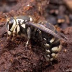 Bald-Faced Hornet Control Florida