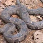 Brown Water Snake Removal Florida