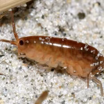 Rat Flea (Xenopsylla cheopis) Control Florida