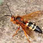 Cicada Killer Wasp Removal Florida