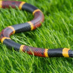 Coral Snake Removal Florida