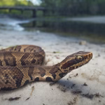 Cottonmouth (Water Moccasin) Removal Florida
