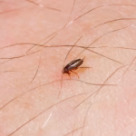 Dog Flea (Ctenocephalides canis) Removal Florida