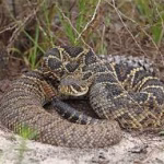 Eastern Diamondback Rattlesnake Removal Florida