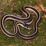Eastern Garter Snake Removal Florida
