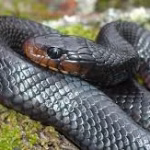 Eastern Indigo Snake Removal Florida