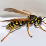 European Paper Wasp Removal Florida