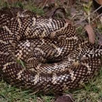 Florida Kingsnake Removal Florida