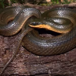 Glossy Crayfish Snake Removal Florida