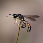 Ground Wasp Control Florida