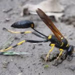 Mud Dauber Removal Florida