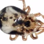 Northern Fowl Mite (Ornithonyssus sylviarum) Control Florida