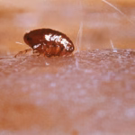 Oriental Rat Flea (Xenopsylla cheopis) Control Florida
