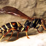 Paper Wasp Removal Florida