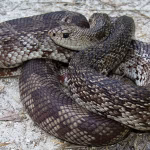 Pine Snake Removal Florida