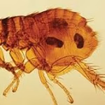 Rabbit Flea (Spilopsyllus cuniculi) Control Florida