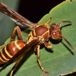 Red Paper Wasp Extermination Florida