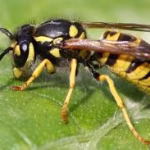 Yellow Jacket Control Florida