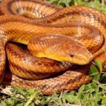 Yellow Rat Snake Removal Florida