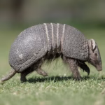 Armadillo Control, Trapping, & Removal Services Tampa