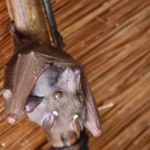 Bat Control & Removal Services Tampa