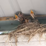 Bird Control & Removal Services tampa