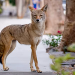 Coyote removal tampa