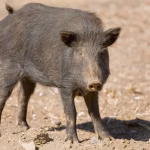 Feral Pig removal tampa