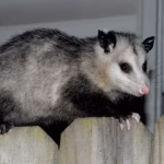 Opossum Control Services Tampa
